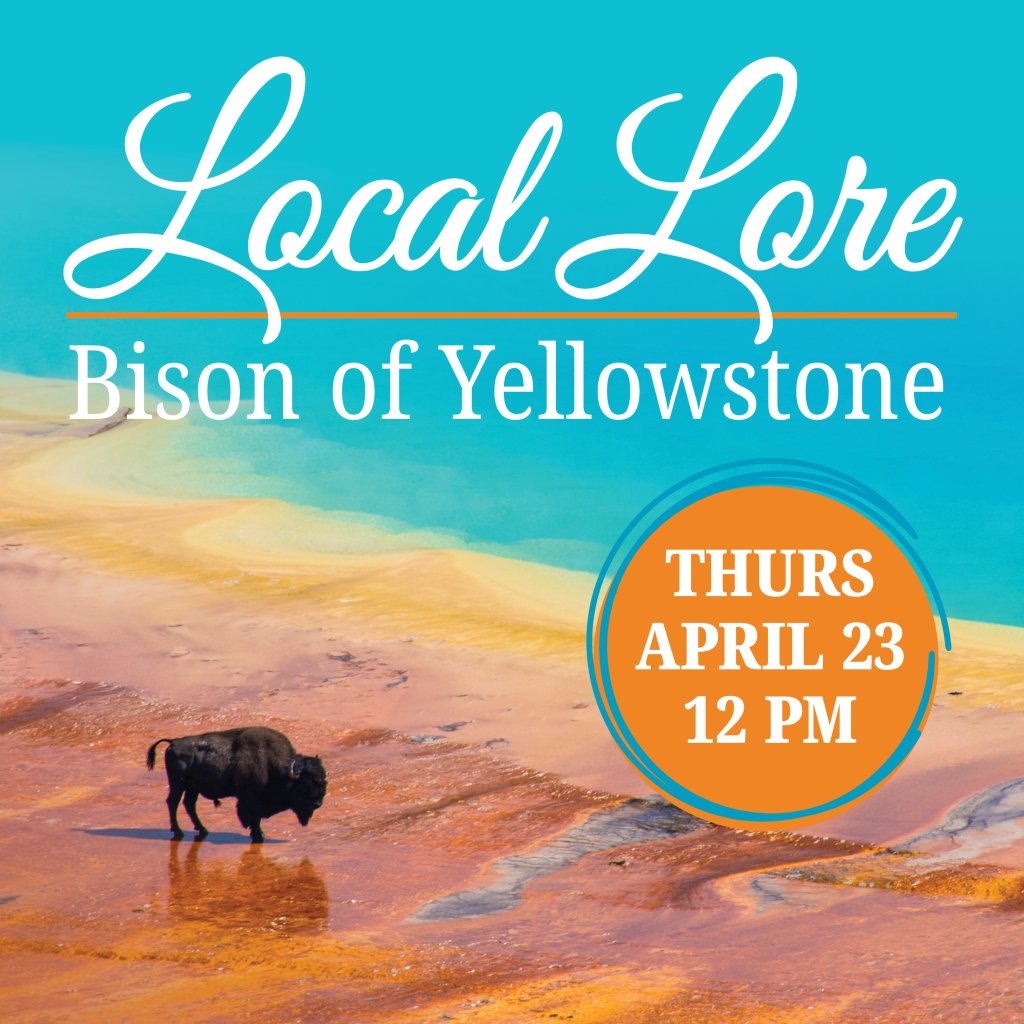 Local Lore April Social Media Bison of Yellowstone