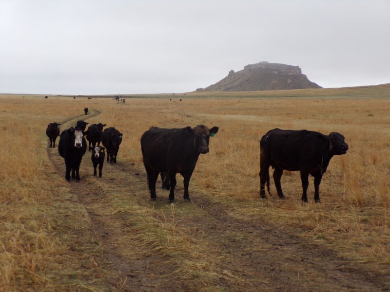 Tracing the Past: 6 Historic Trails In Wyoming 4 A herd of cattle, including a young calf, moves along the Western Cattle Trail through open grassland.